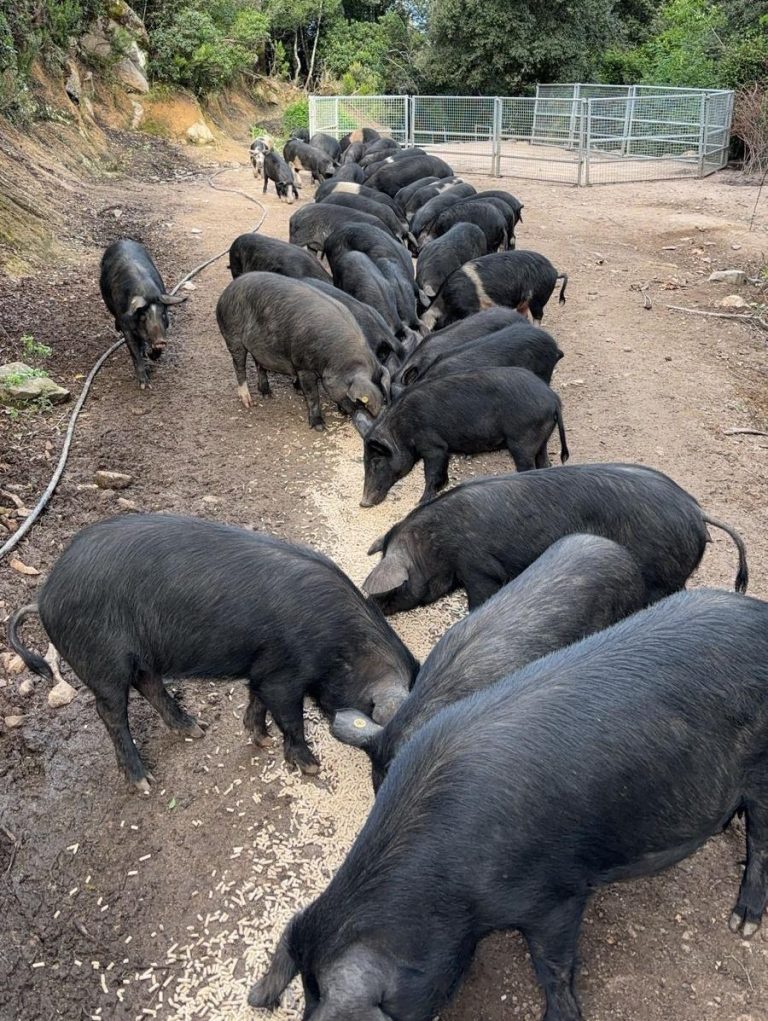 charcuterie corse